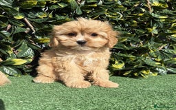 Cavapoo dogs for sale: Stunning health checked cavapoo puppies - Image 4