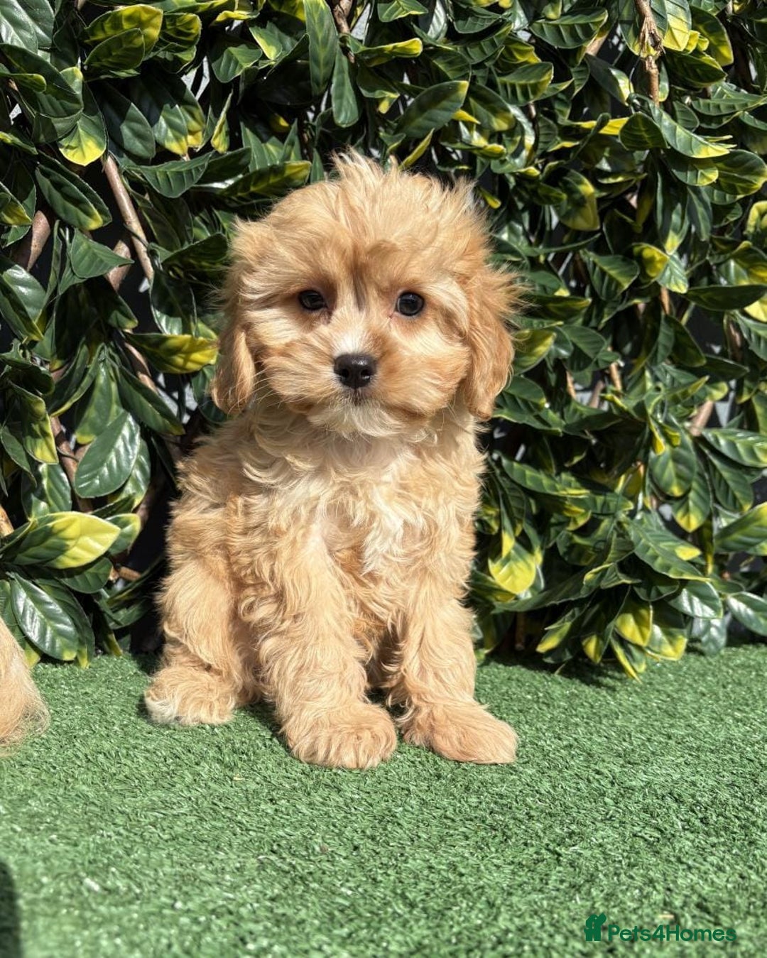 Cavapoo dogs for sale: Stunning health checked cavapoo puppies - Image 4