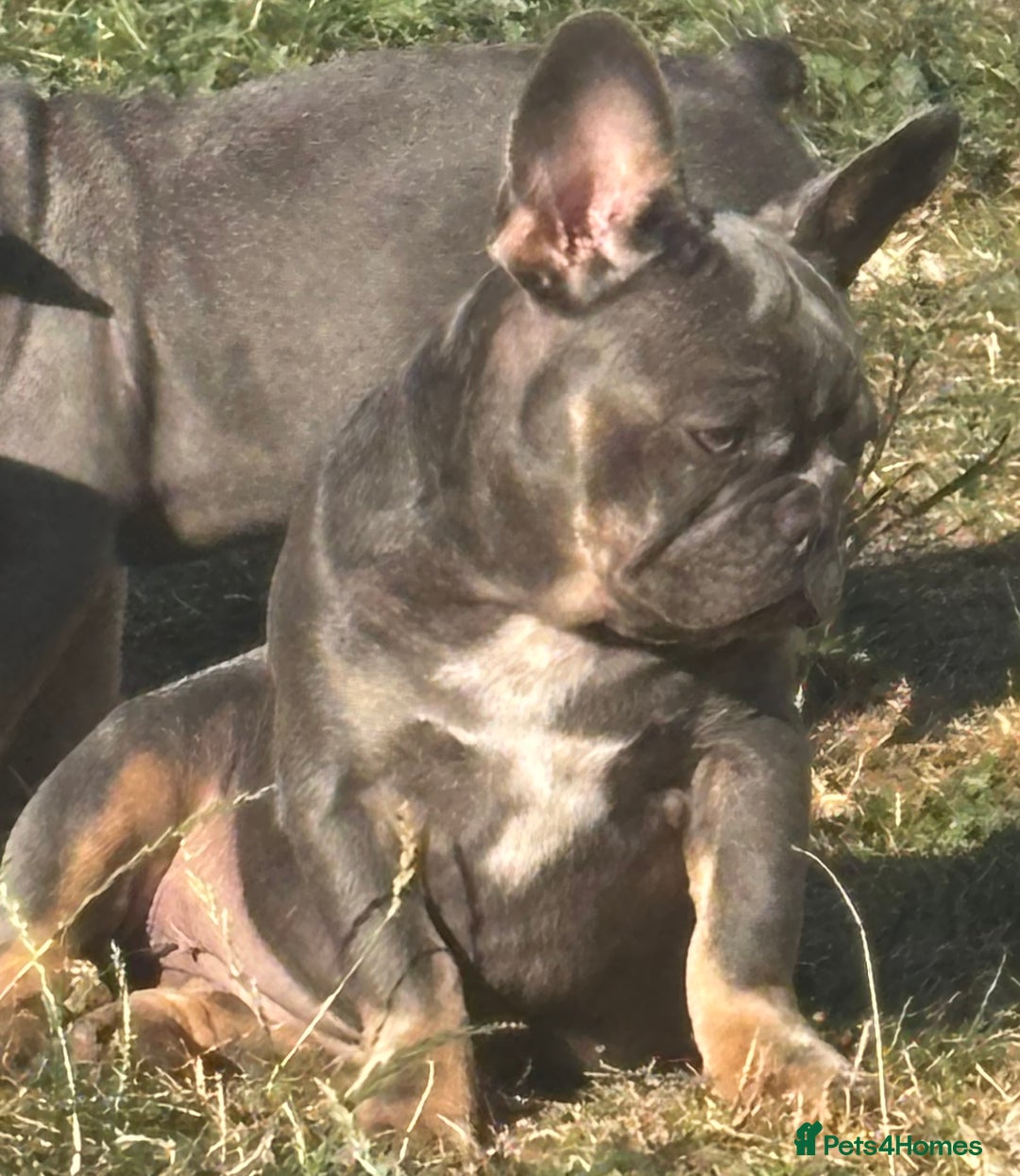 French Bulldog dogs for sale: Isabella wrapped in cream, fluffy carrier - Image 29