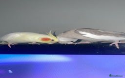 Cockatiels birds for sale: Bonded pair of Cockatiels in need of a new home. - Advert 4