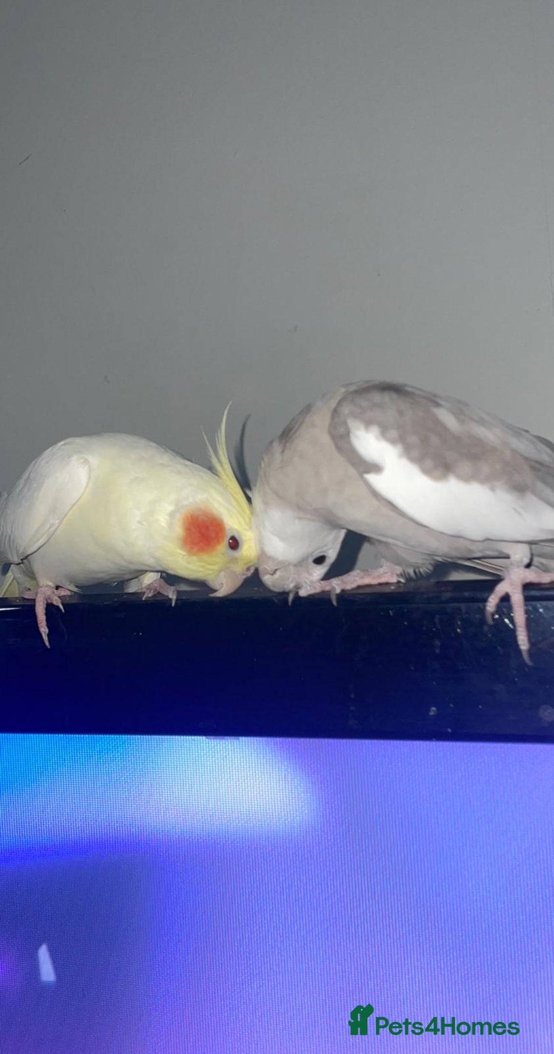 Cockatiels birds for sale: Bonded pair of Cockatiels in need of a new home. - Advert 4