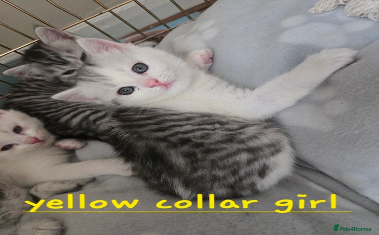 British Shorthair cats - Advert 6