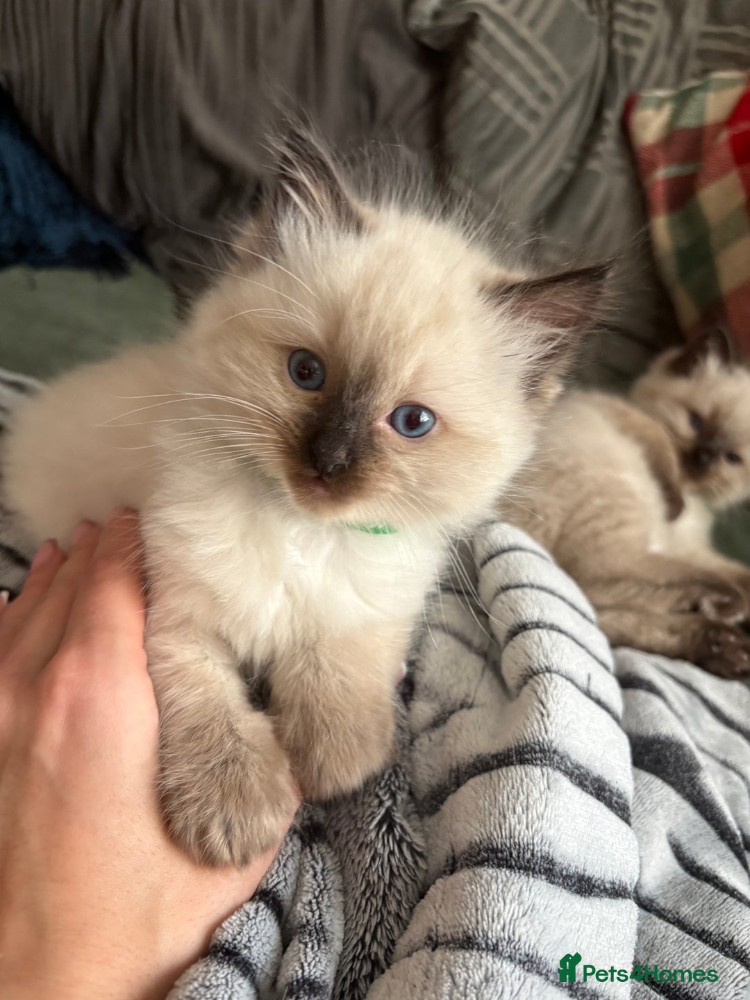 Ragdoll cats for sale: Beautiful Ragdoll Kittens 2 boys 2 girls 😍 - Advert 18