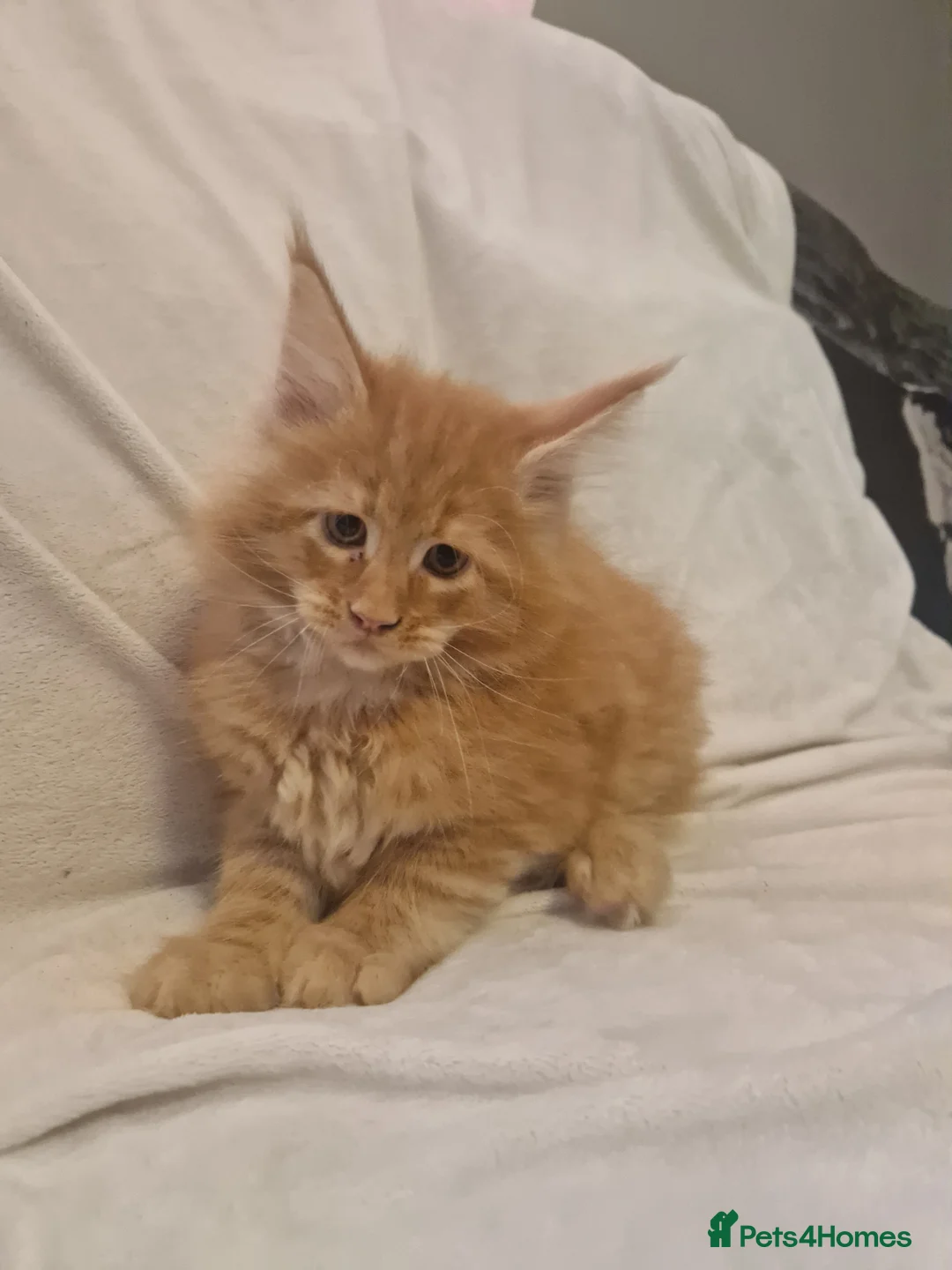 Maine Coon cats for sale: Maine Coon kittens - Advert 21