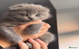 Scottish Fold cats for sale: Beautiful British Shorthair Scottish Fold Kittens - Advert 7