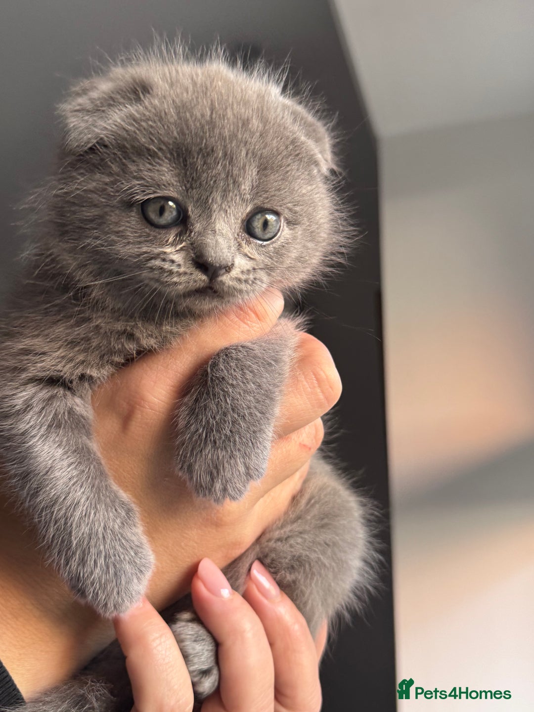 Scottish Fold cats for sale: Beautiful British Shorthair Scottish Fold Kittens - Advert 7