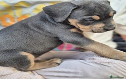 Mixed Breed dogs for sale: F4 STAFFWEILERS - Image 10