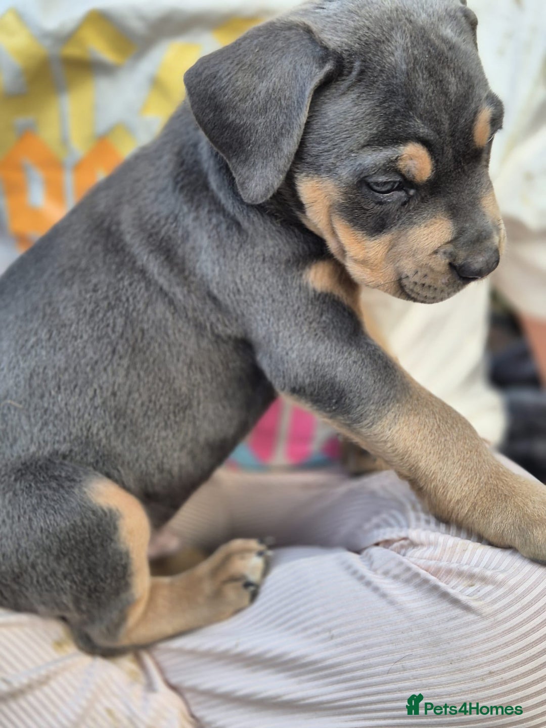 Mixed Breed dogs for sale: F4 STAFFWEILERS - Image 10