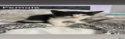 Mixed Breed cats for sale: Available Now Mixed Breed Tuxedo Kittens - Advert 8