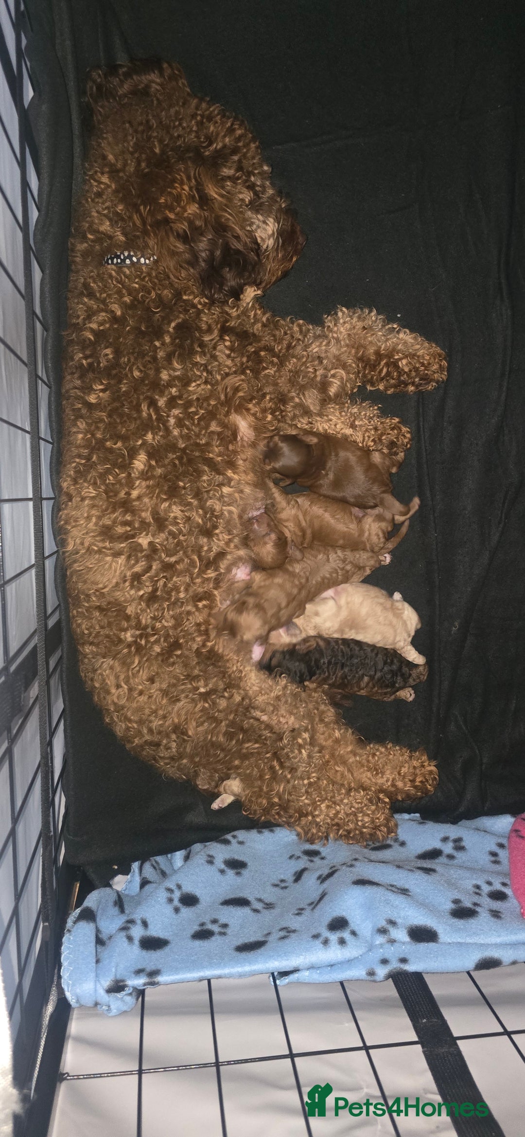 Cockapoo dogs for sale: 7 absolutely adorable cockapoo pups!  - Advert 18