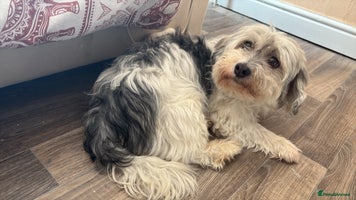 Mixed Breed dogs Puppies for sale - Advert 5