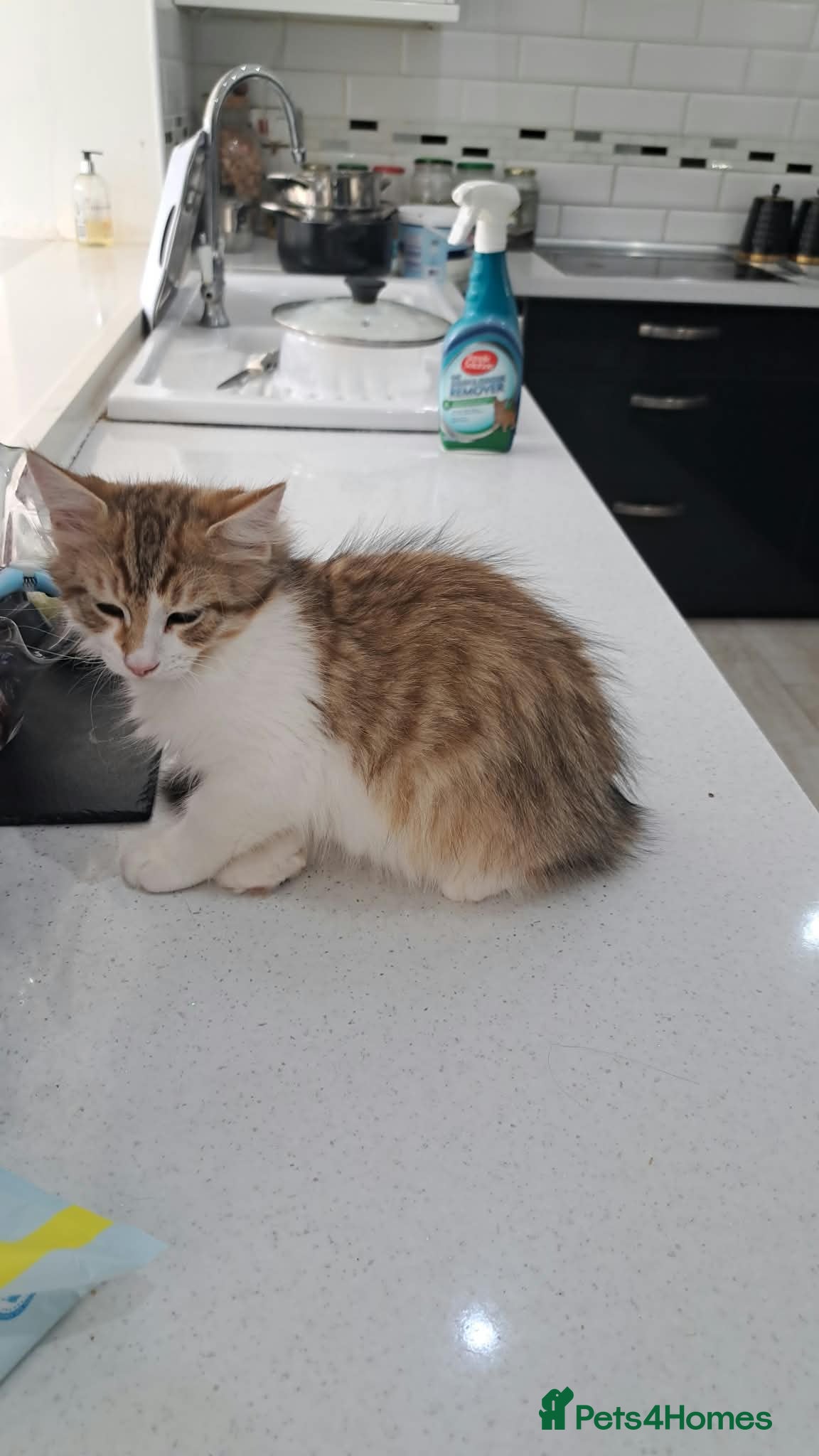Siberian cats Gorgeous Siberian kitten waiting for you🌞. - Advert 11