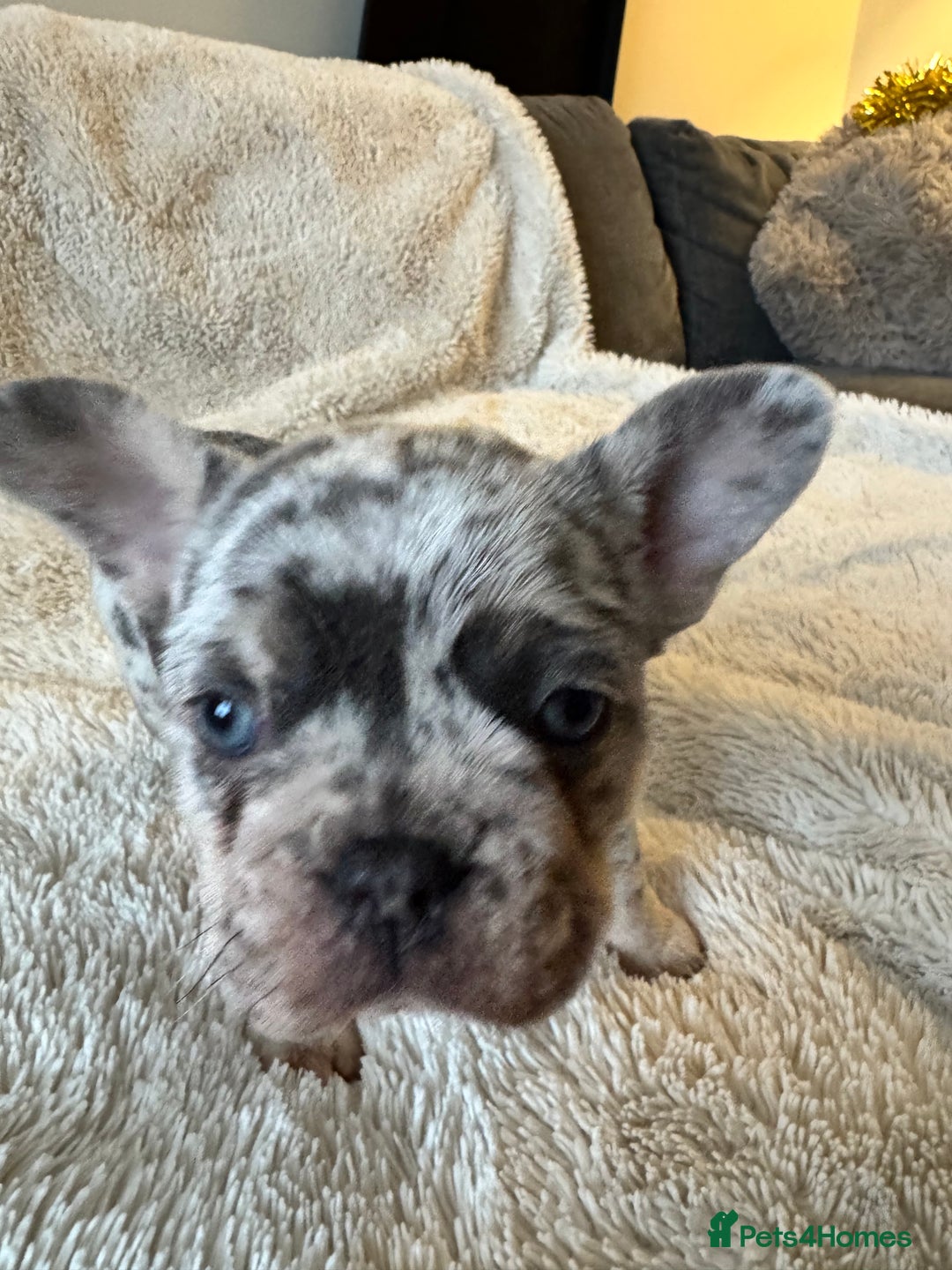 French Bulldog dogs for sale: Female Merle French bulldog  - Advert 5