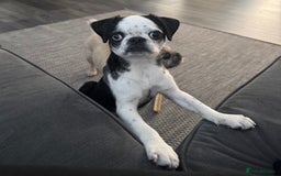 Pug dogs for sale: Stunning Puppy Unique Blue Eye Very Loving - Image 12