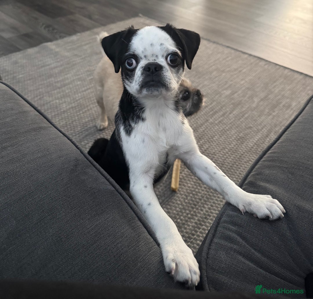 Pug dogs for sale: Stunning Puppy Unique Blue Eye Very Loving - Image 12