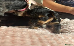 Yorkshire Terrier dogs for sale: Miniature Yorkshire Terrier Puppies  - Image 20