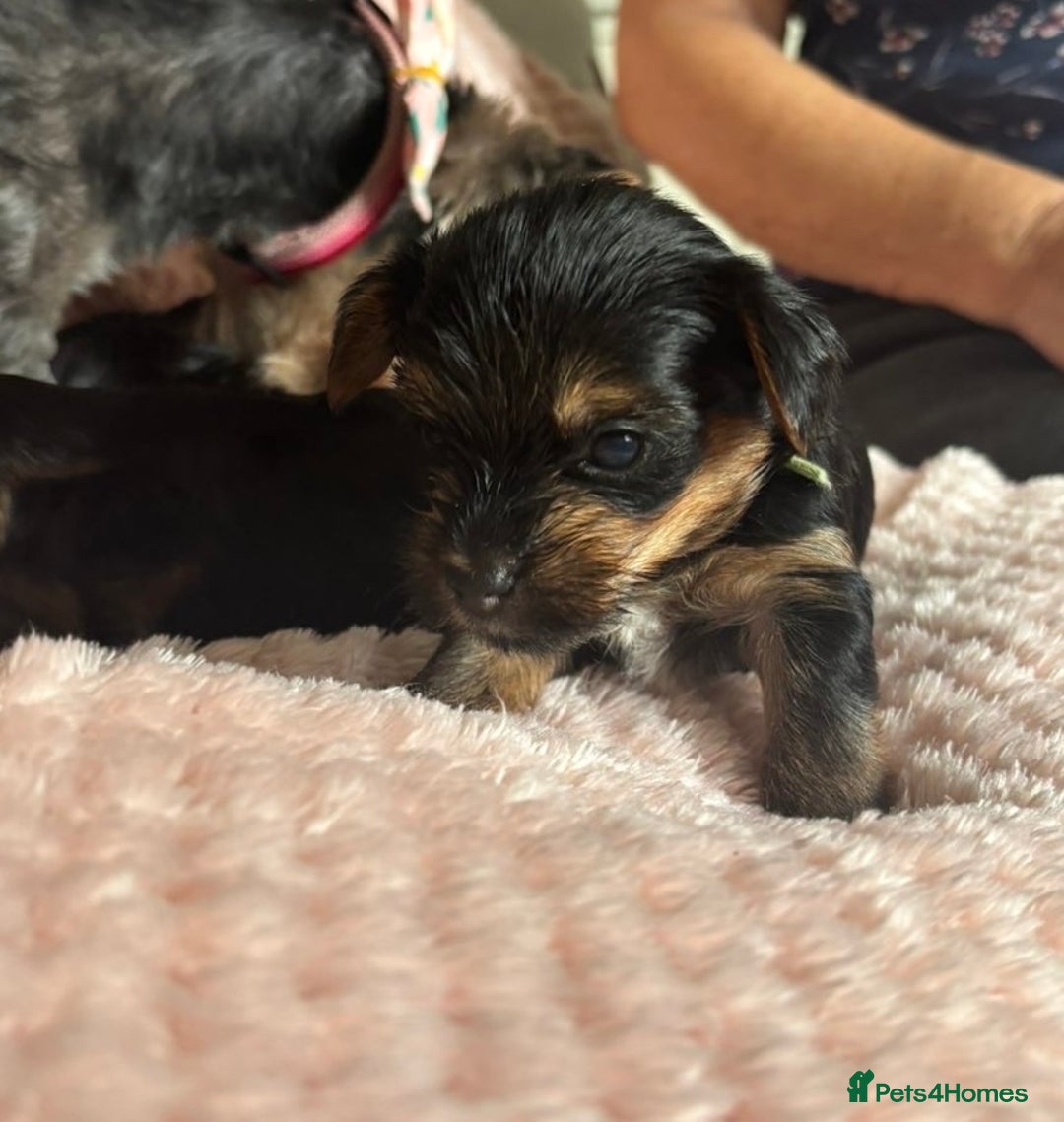 Yorkshire Terrier dogs for sale: Miniature Yorkshire Terrier Puppies  - Image 20