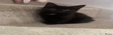 Mixed Breed Kitten 1