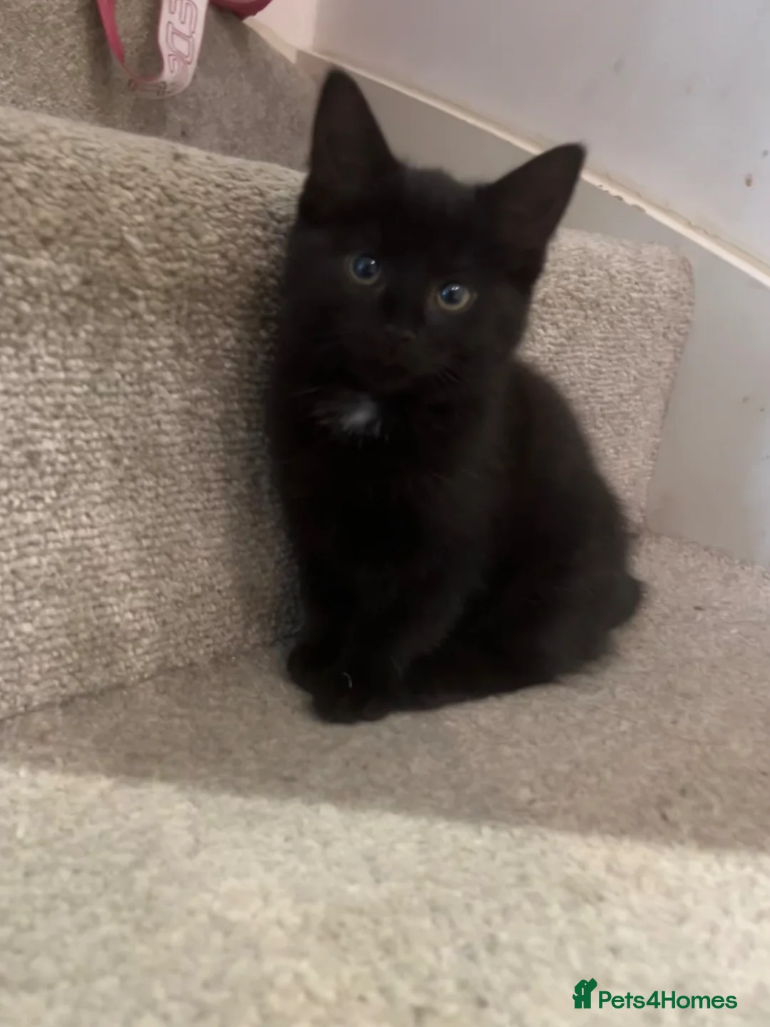 Mixed Breed cats for sale: 5 beautiful kittens, mix of black and tabby  - Advert 2