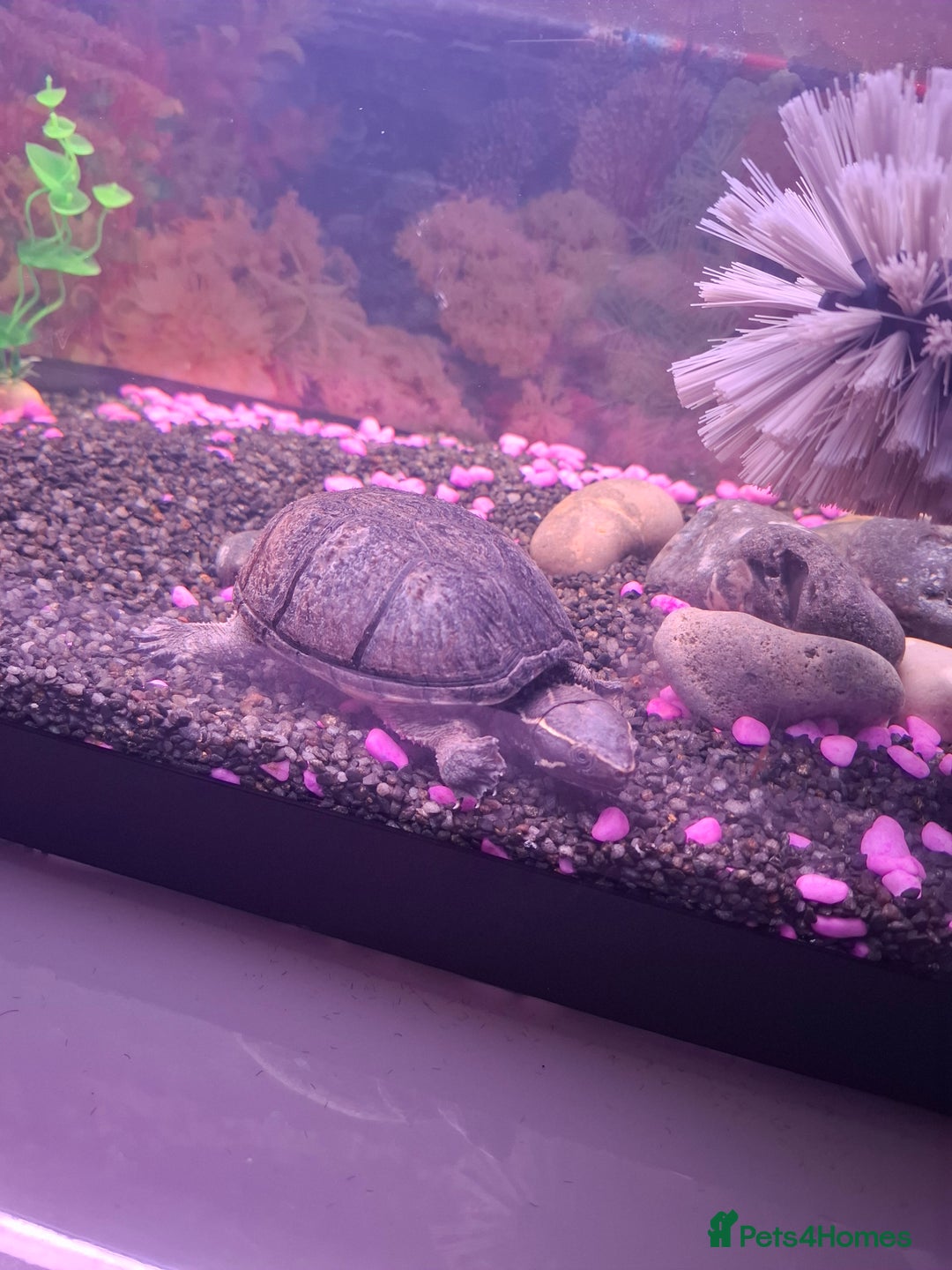 Terrapin reptiles for sale: 2 terrapins and full set up  - Image 3