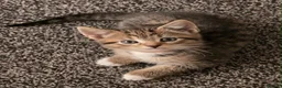 Bengal cats for sale: Bengal x tabby kittens  - Advert 1