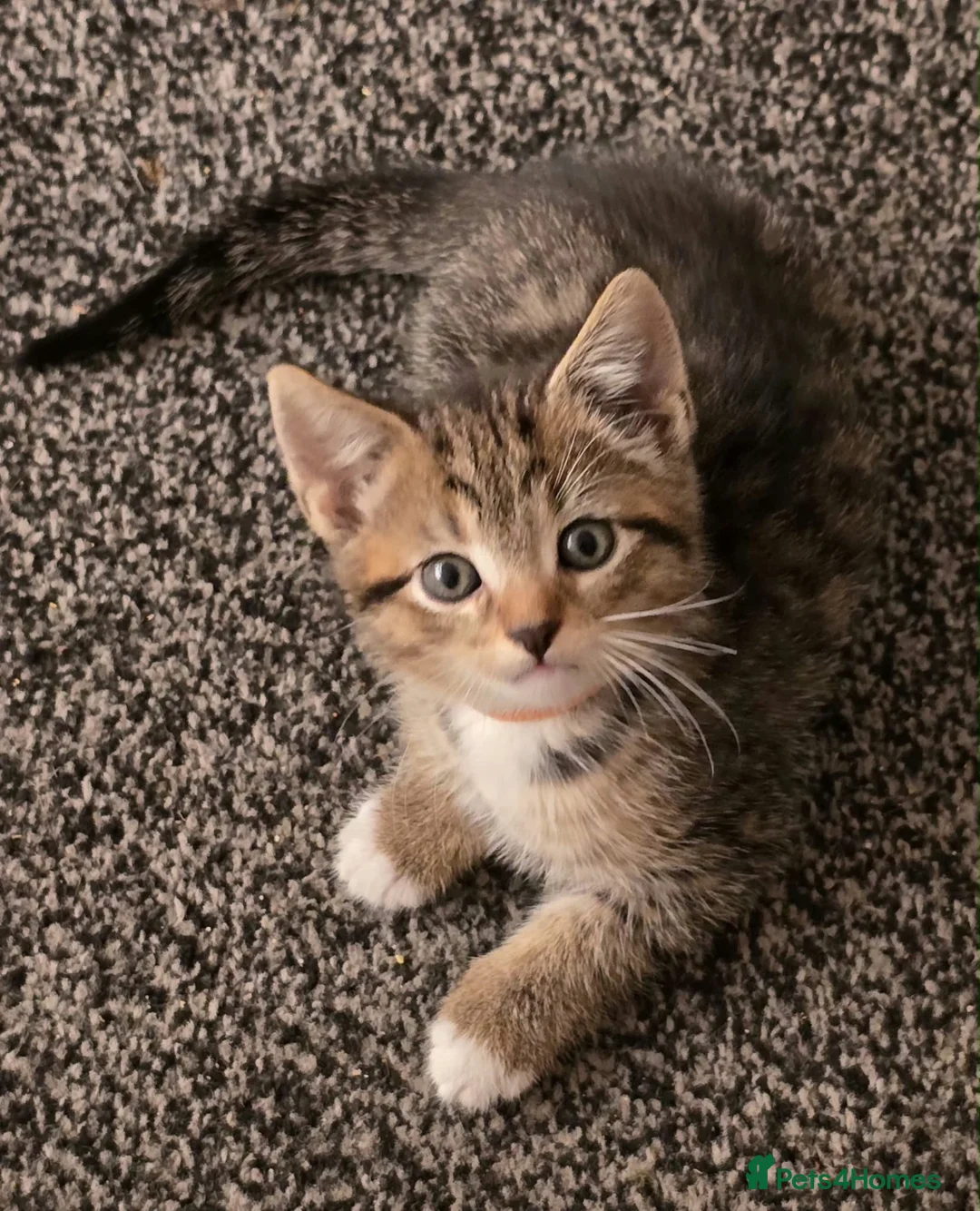 Bengal cats for sale: Bengal x tabby kittens  - Advert 1