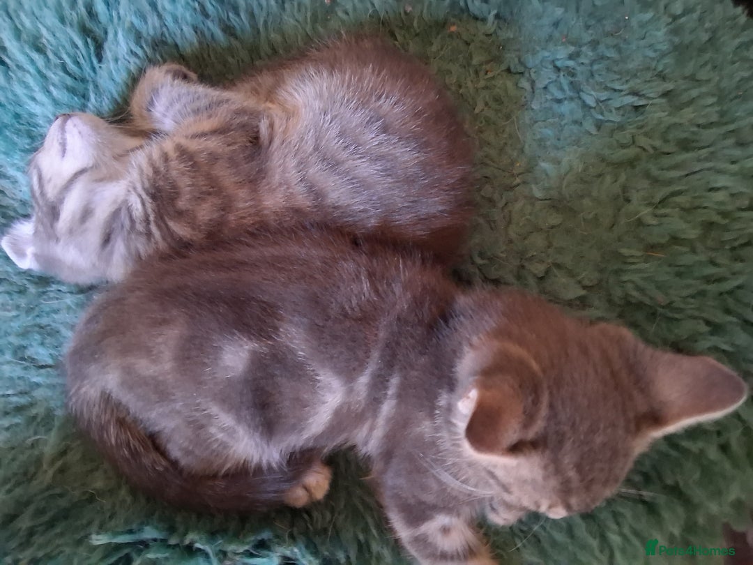 Mixed Breed cats for sale: Awesome Spotty Dotty Silver  Blue Bengal x Kittens - Image 18