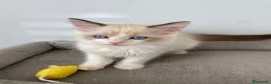 Bandit