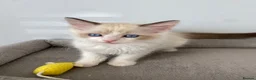 Ragdoll cats for sale: TICA REGISTERED PUREBRED RAGDOLL KITTENS AVAILABLE - Advert 32