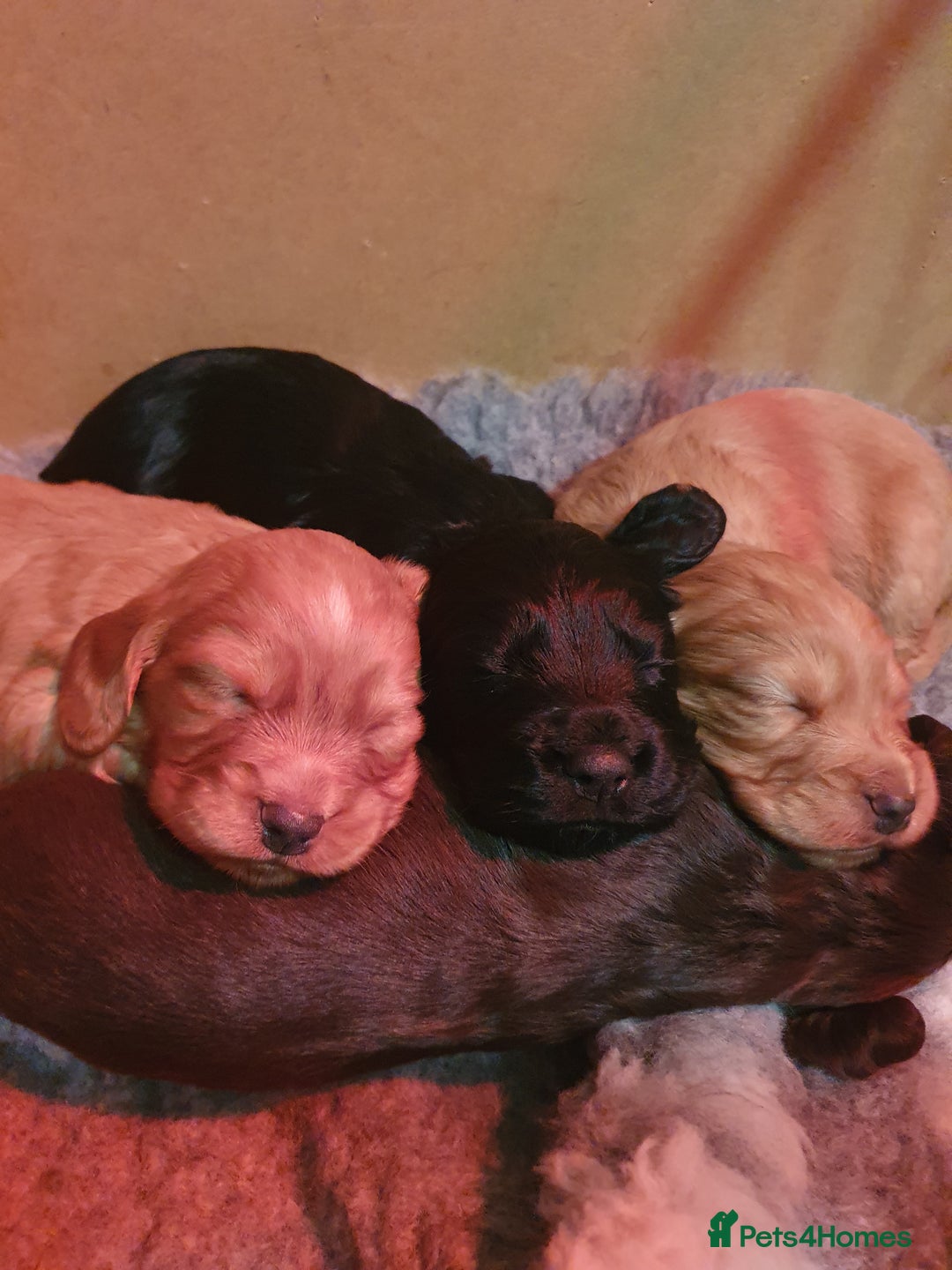 Cocker Spaniel dogs for sale: KC Registered Working Cocker Spaniel  - Advert 8