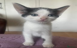 Domestic Shorthair cats for sale: 5-week-kittens - ready to leave at 8 weeks old  - Image 1