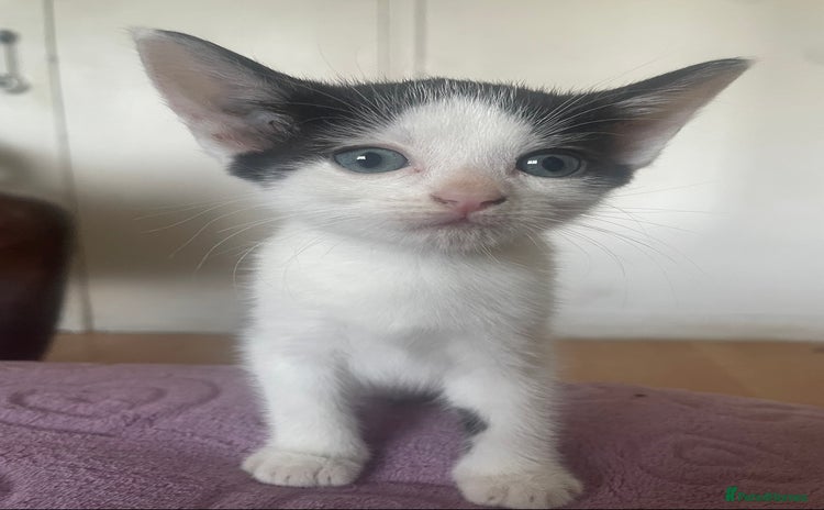 Domestic Shorthair cats - Advert 5