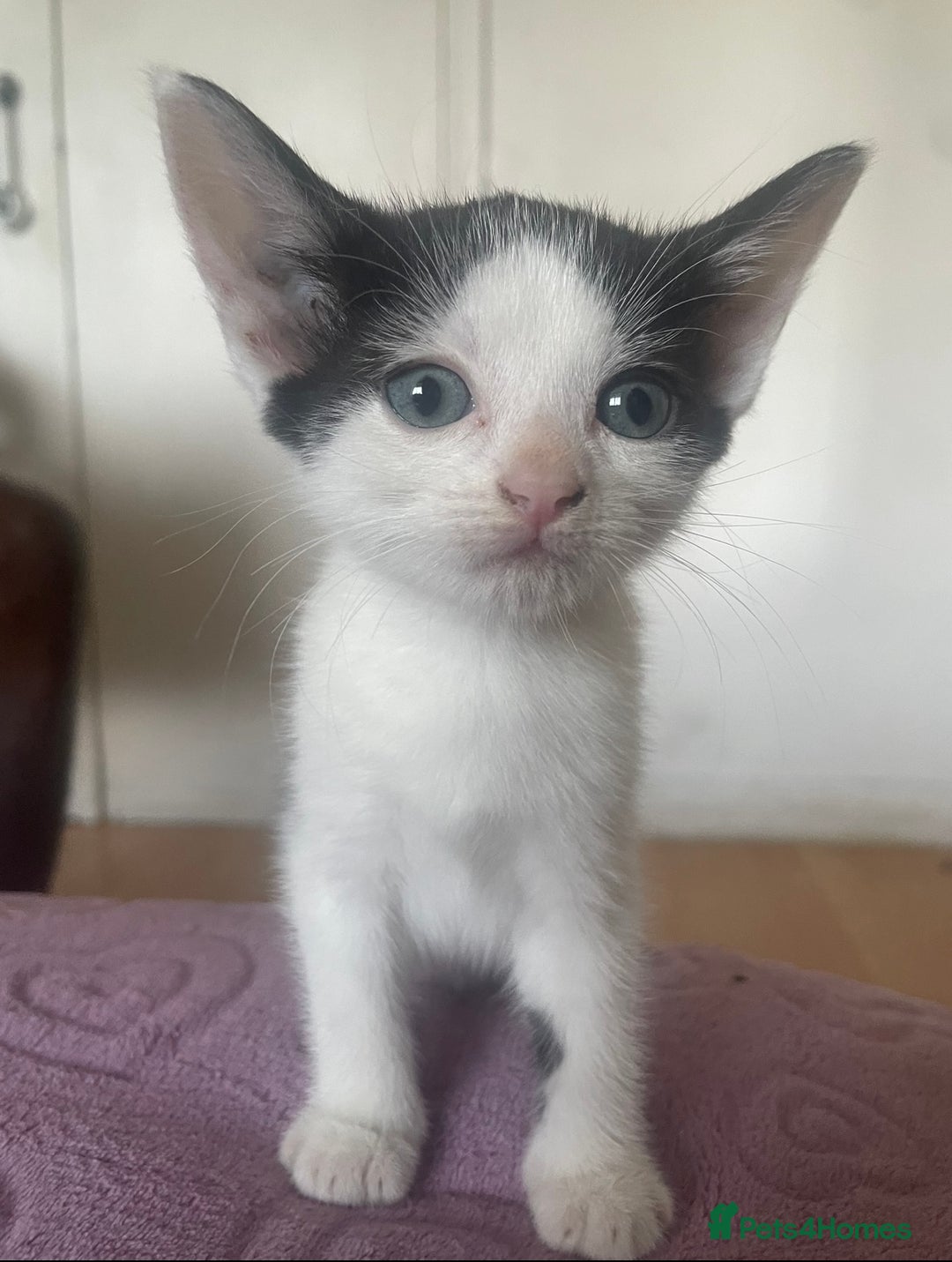 Domestic Shorthair cats for sale: 5-week-kittens - ready to leave at 8 weeks old  - Image 1