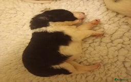 Border Collie dogs for sale: Border Collies for sale - Image 5