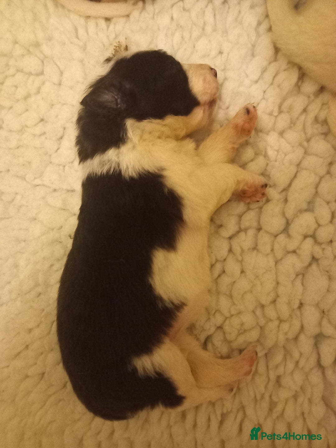 Border Collie dogs for sale: Border Collies for sale - Image 5