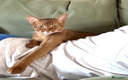 Abyssinian cats for sale: Sorrel Abyssinian, GCCF Reg, Champion Line - Image 6