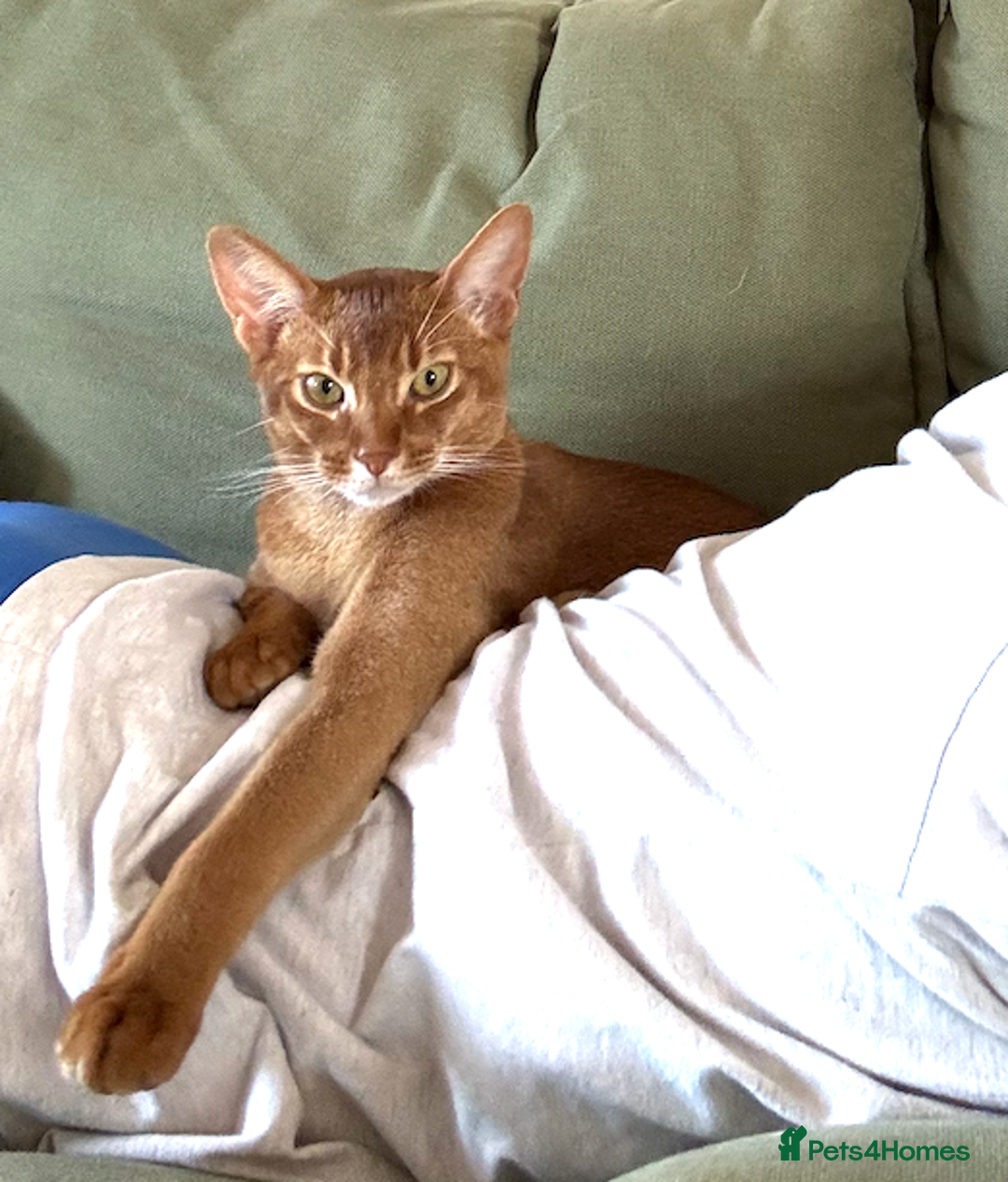 Abyssinian cats for sale: Sorrel Abyssinian, GCCF Reg, Champion Line - Image 6