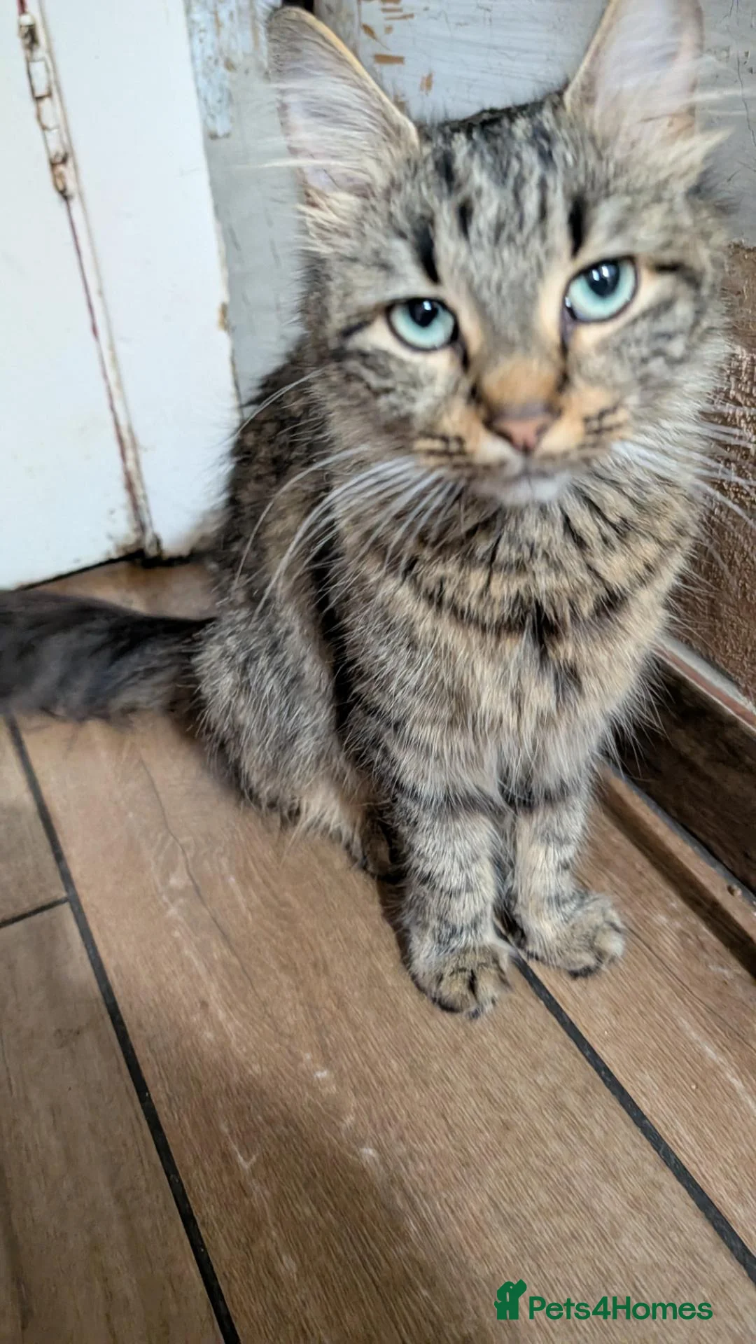 Mixed Breed cats for sale: Very nice kittens for sale😀❤️ - Advert 1