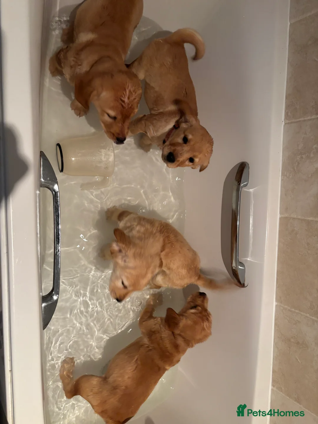 Mixed Breed dogs for sale: Cocker Spaniel cross Chow Chow puppies - Advert 9