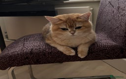 British Shorthair cats for sale: Black Golden Chinchilla  - Image 5