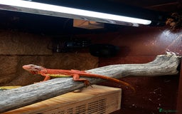 Iguana reptiles for sale: Orange zero iguana - Image 4