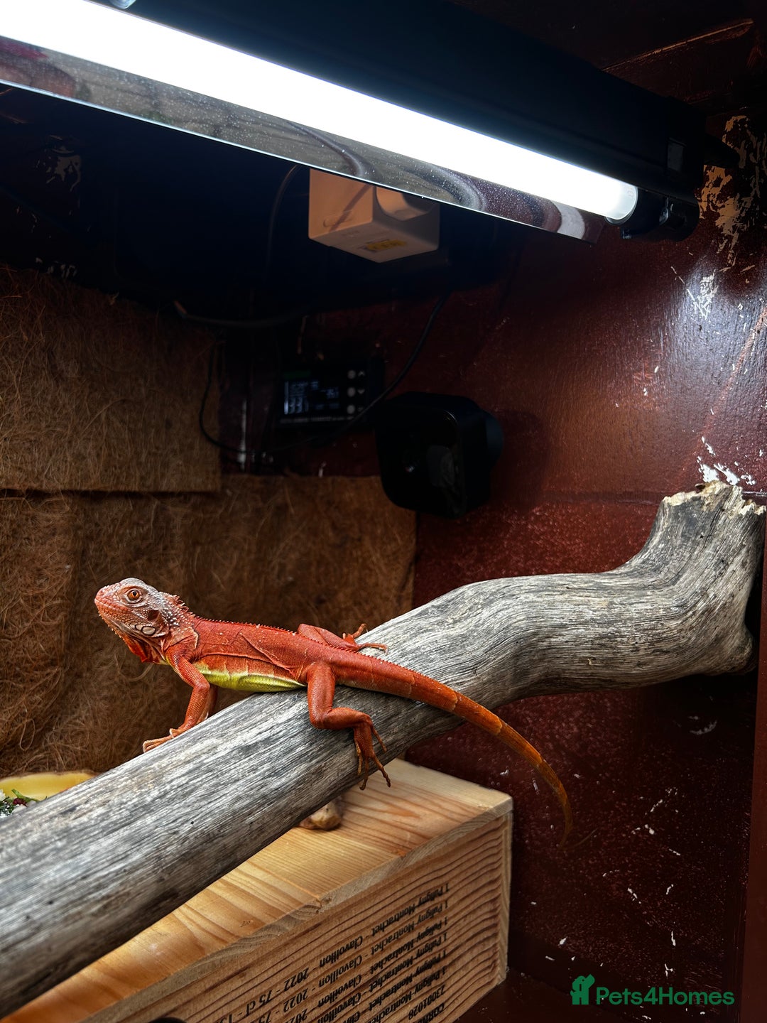 Iguana reptiles for sale: Orange zero iguana - Image 4