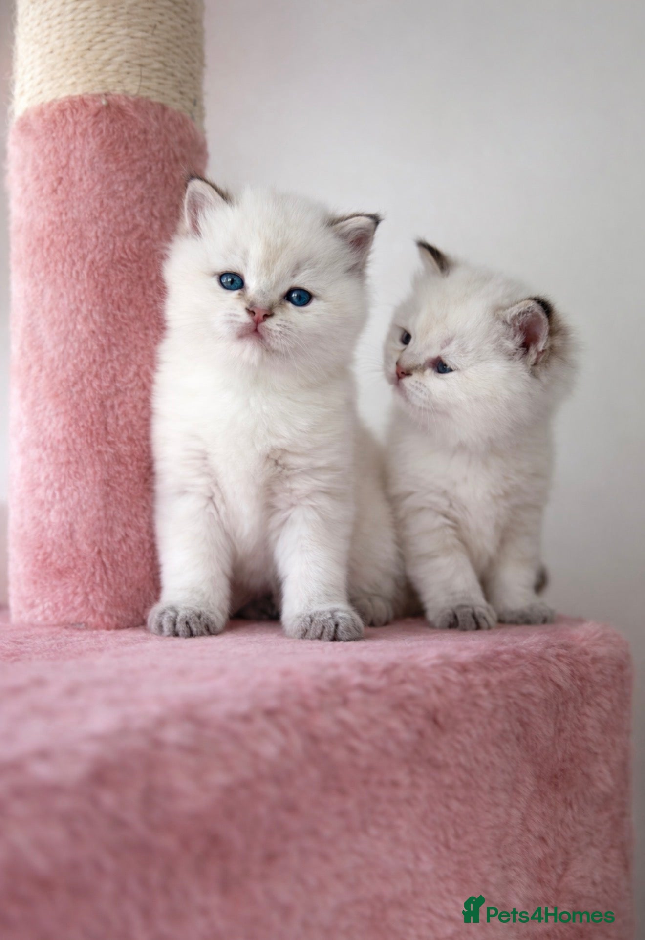 British Shorthair cats looking for new home!!!  - Advert 11
