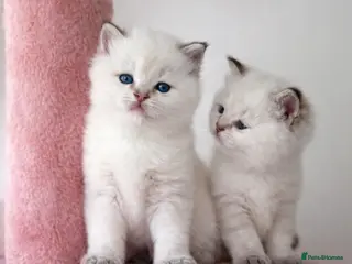 British Shorthair cats looking for new home!!! - Advert 11