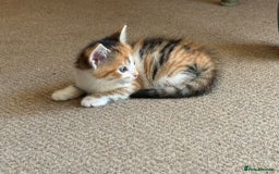 Mixed Breed cats for sale: Very nice kittens from the best mother. - Image 3