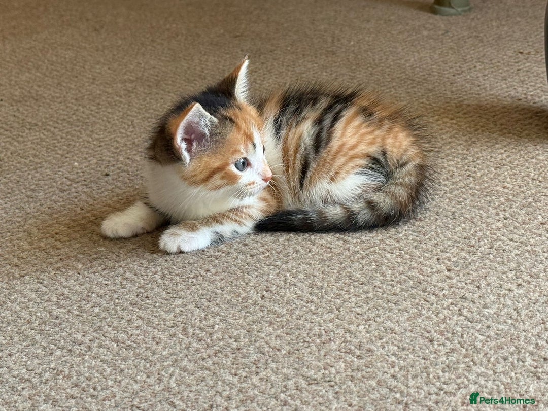 Mixed Breed cats for sale: Very nice kittens from the best mother. - Image 3