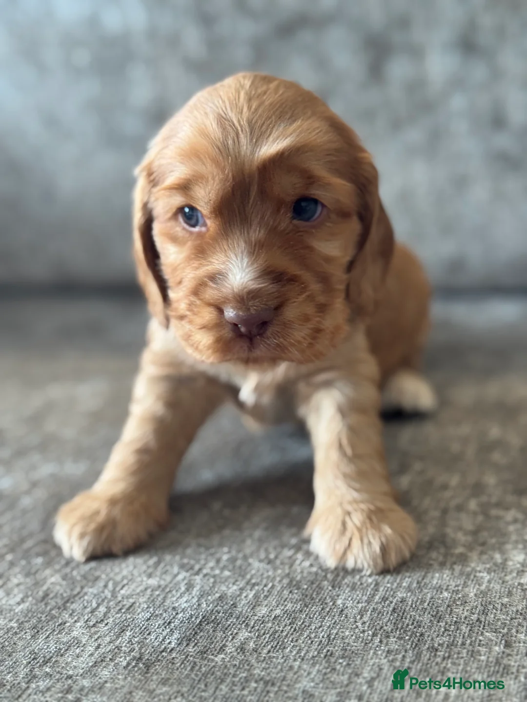 Cocker Spaniel dogs for sale: 100% SHOWTYPE KC REG FROM HEALTH TESTED PARENTS  - Advert 19
