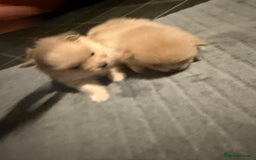 Pomeranian dogs for sale: Two Male Pomeranian’s!  - Advert 11