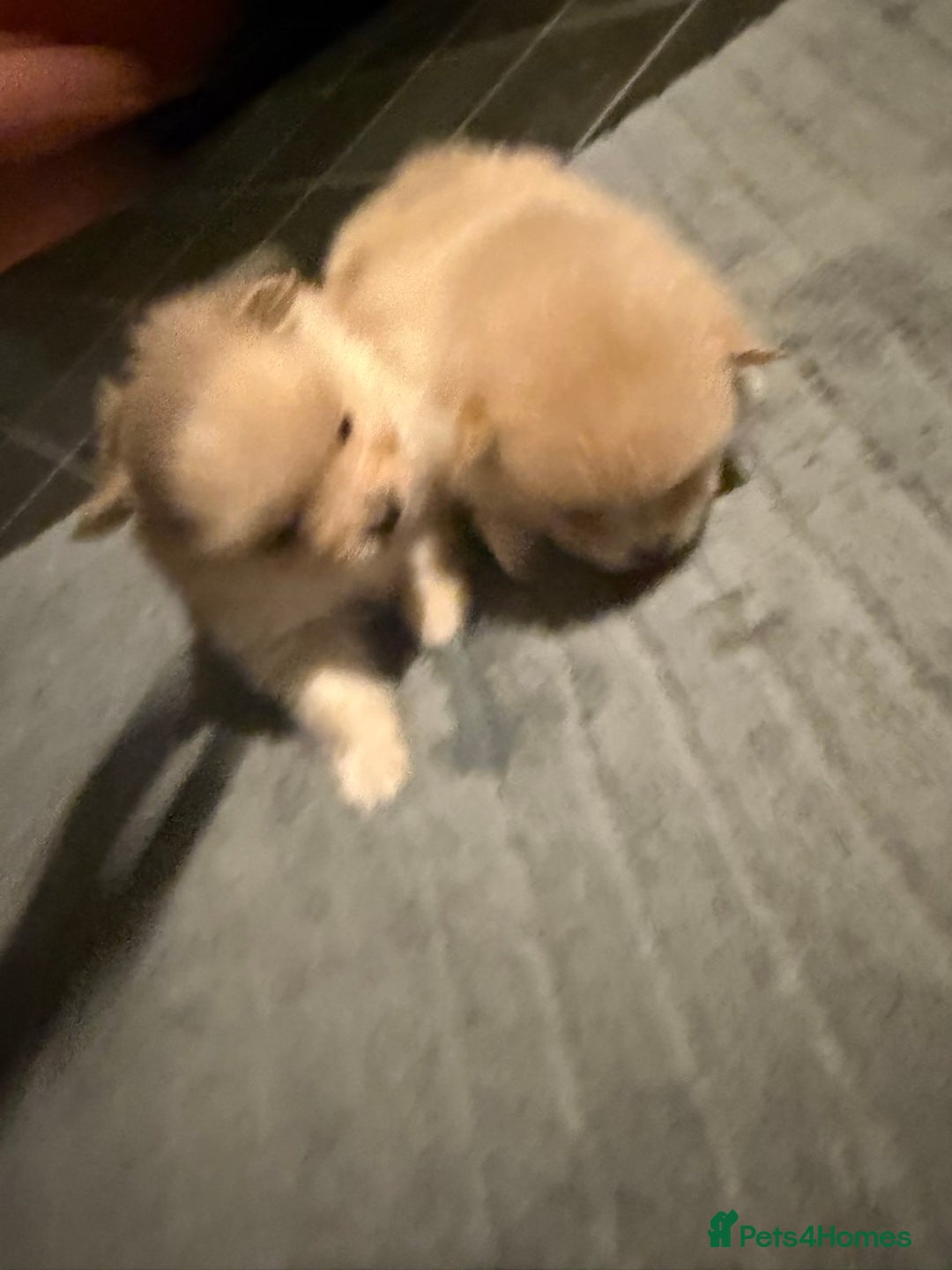 Pomeranian dogs for sale: Two Male Pomeranian’s!  - Advert 11