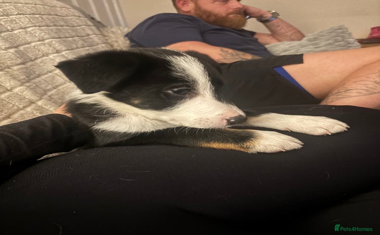 Border Collie dogs Last little boy….. will take £650 each  - Advert 14
